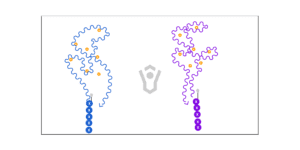 5 Player Space Cradle Preview